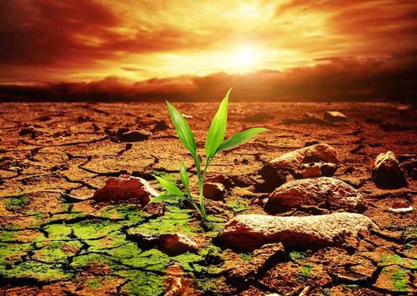Imagen de tierra árida y una plantita